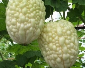 WHITE APPLE Bittermelon OP Seeds; open pollinated; 台灣白蘋果苦瓜; Taiwan novelty White Bitter Melon Gourd; high germination; 2026 test date