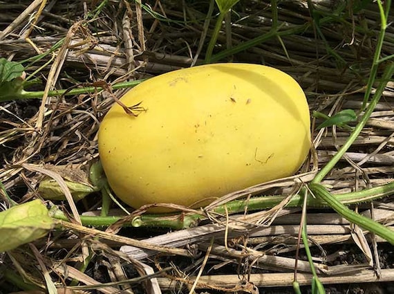 30 Golden Sweet Melon Seeds 黃金甜瓜 小金真桑瓜 こがねまくわうり Kogane Etsy Denmark