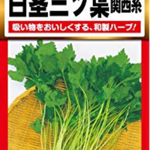 2 5g 1000 Mitsuba Wild Japanese Parsley Seeds ミツバ 三つ葉 압아근 Etsy