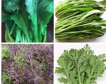 3000+ 8-gram Japanese Spring/Autumn Greens Seeds mix blend: Komatsuna Shungiku Mizuna Mibuna Red_Giant; SINGLE PACKET