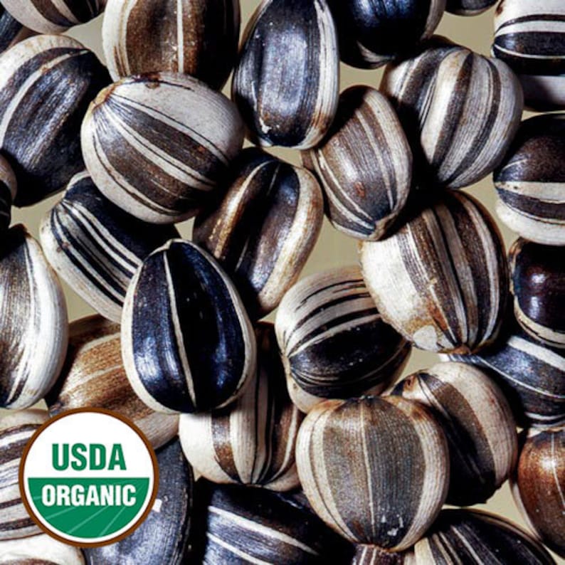 50 organic TITAN Sunflower seeds Helianthus annuus 12' Etsy