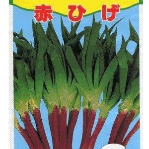 1000 RED BEARD Japanese Bunching Onion seeds; 紅鬍子青蔥; novelty yet edible landscape