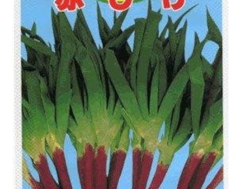 1000 RED BEARD Japanese Bunching Onion seeds; 紅鬍子青蔥; novelty yet edible landscape