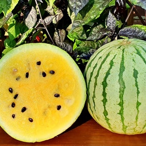 20 Organic Early Moonbeam Watermelon seeds Early 75-day variety with superb taste dehybridized yellow doll F1 great for cooler climate image 3