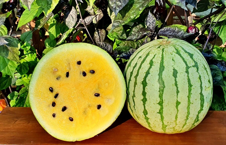20 Organic Early Moonbeam Watermelon seeds Early 75-day variety with superb taste dehybridized yellow doll F1 great for cooler climate image 3