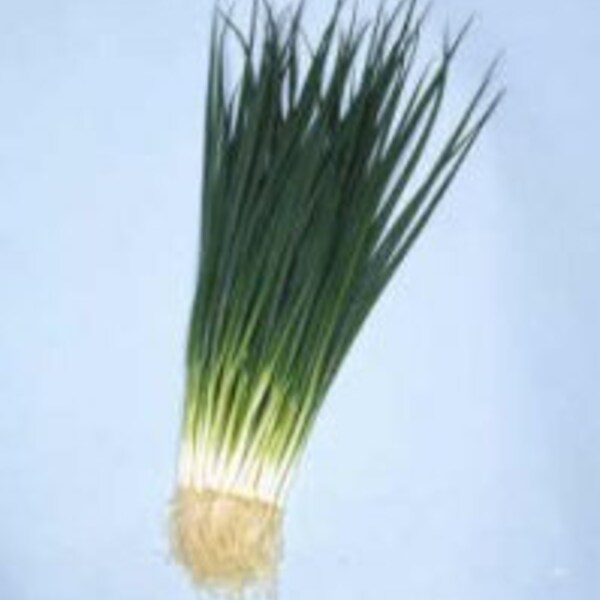 1000 KYOTO KUJO NEGI Japanese Bunching Onion seeds;  京都九條青蔥 きょうとくじょう; Allium fistulosum