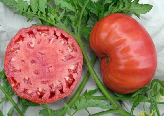 Brandywine Pink Tomato | Heirloom Vegetable | Florida Garden Seeds Brandywine Pink Tomato | Heirloom Vegetable | Florida Garden Seeds