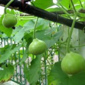 15 NAM TAO KLOM Hybrid Bottle Gourd Seeds; Cute Mini 1-lb Round Opo; Oval Shape Nam Tao Yo; Lauki