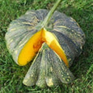 10 Super Mama Hybrid Squash; avg weight 8-10 lbs; Sweet Mama Kabocha 超级妈妈F1 扁南瓜
