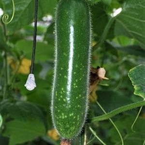 15 Fuzzy Star Hybrid Mokwa seeds; hairy gourd 新星節瓜 毛瓜