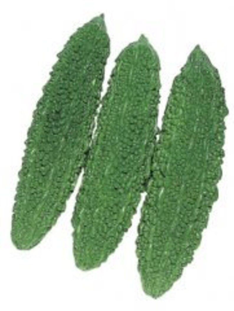 10 FUTO SPINDLE Japanese Bitter Melon Seeds Bitter Gourd Etsy