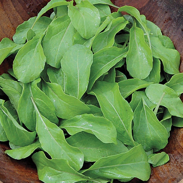 1/4 oz ASTRO ARUGULA seeds; non-GMO; heirloom; open pollinated