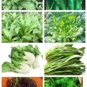 8-gram 4000+ Asian Spring Greens Seeds mix blend medley: shungiku; mizuna; gai choi, A-choy; tatsoi; dwarf pak choi