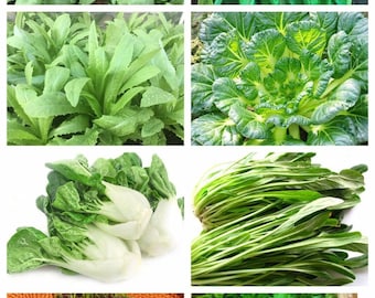 8-gram 4000+ Asian Spring Greens Seeds mix blend SINGLE PKT: shungiku; mizuna; gai choi, A-choy; tatsoi; dwarf pak choi; good for autumn too
