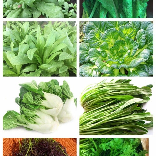8-gram 5000 Asian Summer Greens Seeds Mix Blend: Gai Lan Yu - Etsy