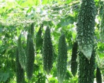 10 Indian DARK JADE F1 Bitter Melon Seeds; Bitter Gourd;  Hybrid Bittermelon