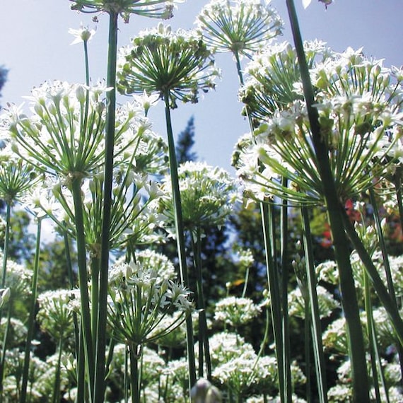 ニラの種 1000粒; 中国ニラ; Allium tuberosum; 韮菜; Buchu 부추