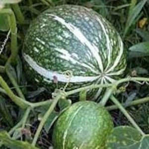 7 SHARK FIN Melon Squash F1 - Stripe Noodle Seeds; Gom bo 魚翅瓜