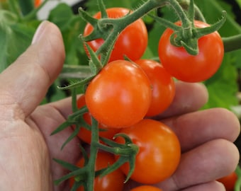 tomatoページ TSX-8824 Tomato Seeds Plum | PLUM | seednet.eu.com