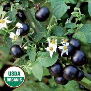 100 GARDEN HUCKLEBERRY seeds - Certified Organic - Solanum melanocerasum