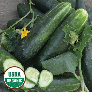 May include: A close-up of a pile of fresh, dark green cucumbers with a USDA Organic label. The cucumbers are arranged on a brown surface with green leaves.