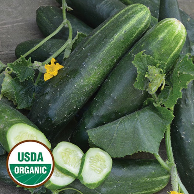 25 organic Japanese Climbing Cucumber seeds Historic variety Etsy