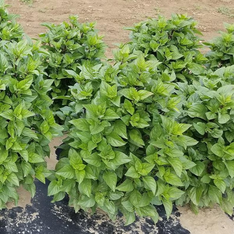 PanAsiaHeirloom Everleaf Thai Towers Basil Seeds - Thumbnail 2