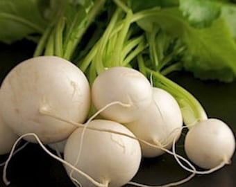 1/16-oz 700 HAKUREI Japanese Hybrid Turnip seeds; a.k.a. SALAD TURNIP 白嶺蕪菁かぶ
