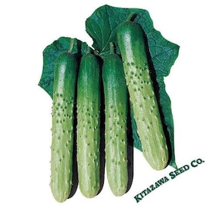 May include: Four green cucumbers with a bumpy texture, arranged on a green leaf background. The cucumbers are about 10 inches long and have a light green color. The text "KITAZAWA SEED CO." is visible in the lower right corner of the image.