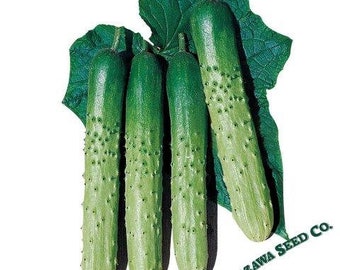 15 Asia Eun Cheon Hybrid Korean Cucumber Seeds, high yield; high germination