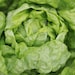 see more listings in the Lettuce / Celtuce section