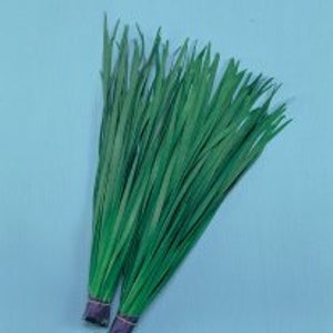 2-gram ~500 NIRA Broad Leaved GARLIC CHIVE seeds; Allium tuberosum;  寬葉韮菜