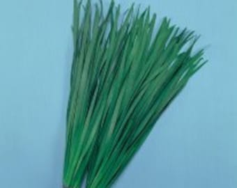2-gram ~500 NIRA Broad Leaved GARLIC CHIVE seeds; Allium tuberosum;  寬葉韮菜