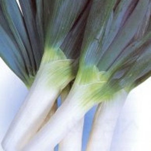 1000 SHIMONITA NEGI Japanese Bunching Onion seeds;  しもにた下仁田青蔥; Allium fistulosum