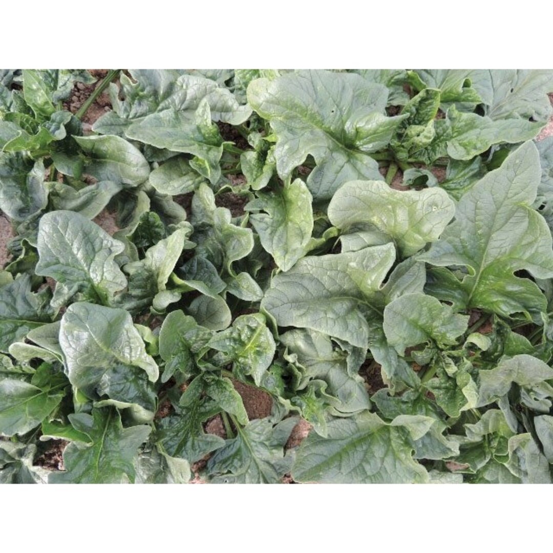 1/4oz 100 Monstrueux De Viroflay French Spinach Seeds French Heirloom