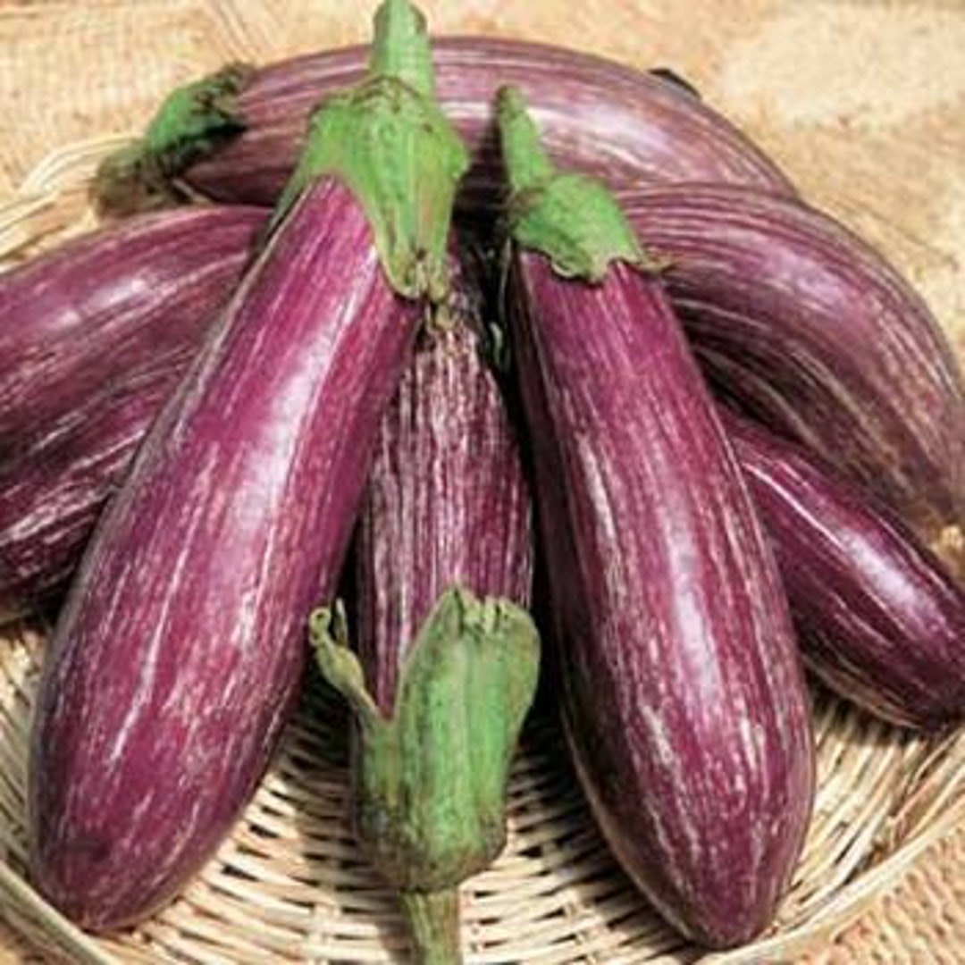30 Organic Tsakoniki Greek Eggplant Seeds Etsy