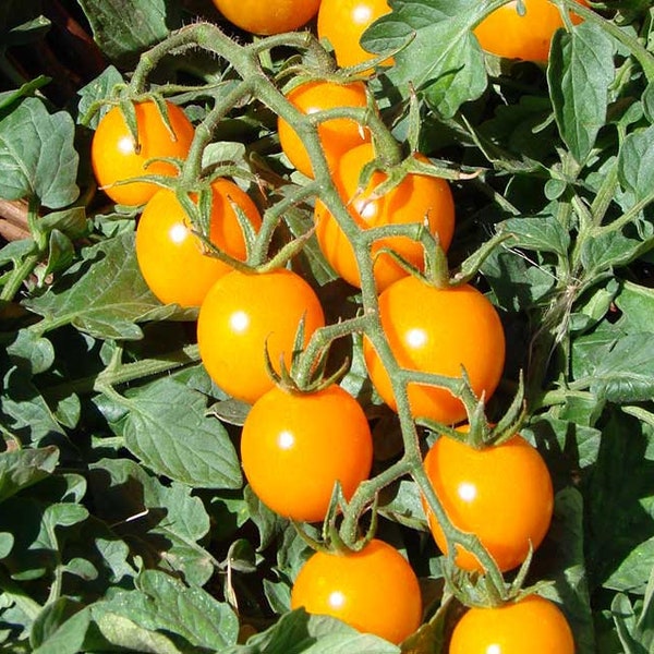 10 Golden Cherry Hybrid Japanese Tomato Seeds