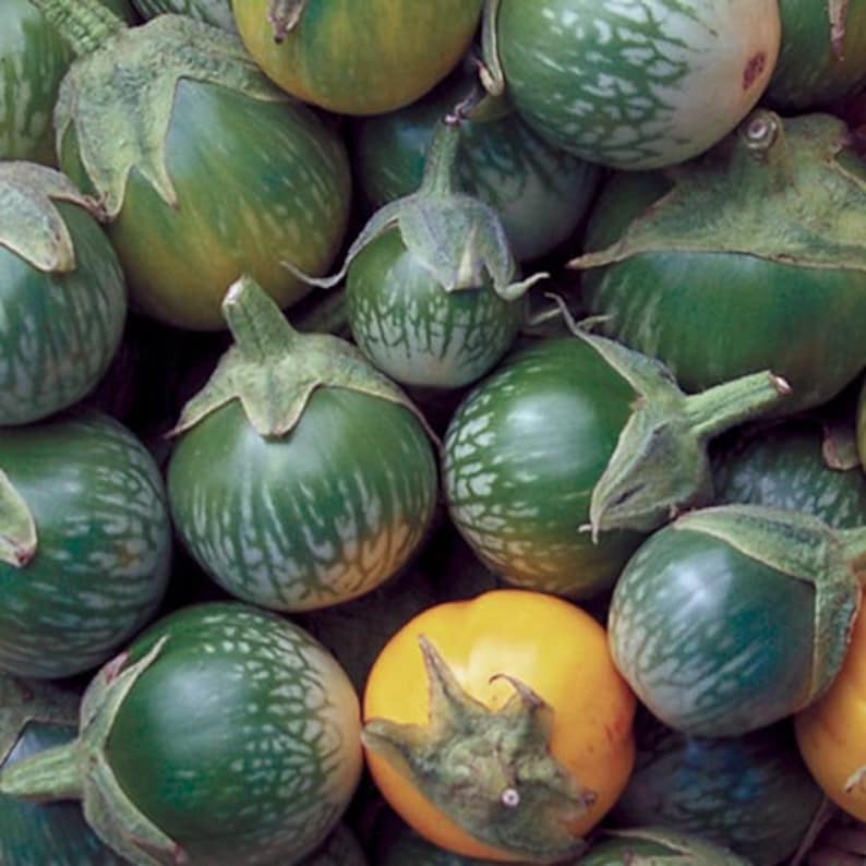 50 LAO GREEN STRIPE Eggplant seeds heirloom from Laos Etsy.de
