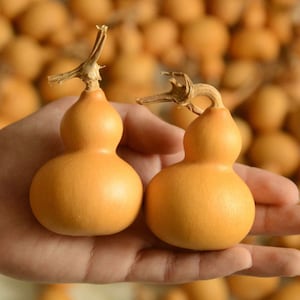 May include: Two small, gourd-shaped objects with a light orange hue are held in a hand. The gourds have a bulbous bottom and a narrower top, with a dried stem. A blurred background shows more gourds.