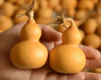 15 Miniature Bottle Gourd Seeds; feng shui hulu; ornamental; great for arts & crafts; 風水葫蘆