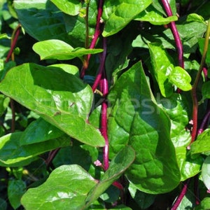 120 Red Stem Malabar Vietnamese Spinach Seeds; mồng tơi; 红木耳菜