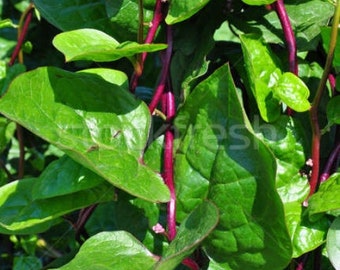 120 Red Stem Malabar Vietnamese Spinach Seeds; mồng tơi; 红木耳菜