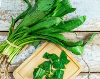 CULANTRO Herb Seeds / Vietnamese Thai Parsley / Recao / ngo gai; RADO 76 Rang Dong