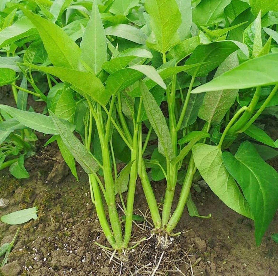 Triple-stem Water Spinach Seeds; Ong Choi; Rau Muống Ba Chạc; Rang Dong ...
