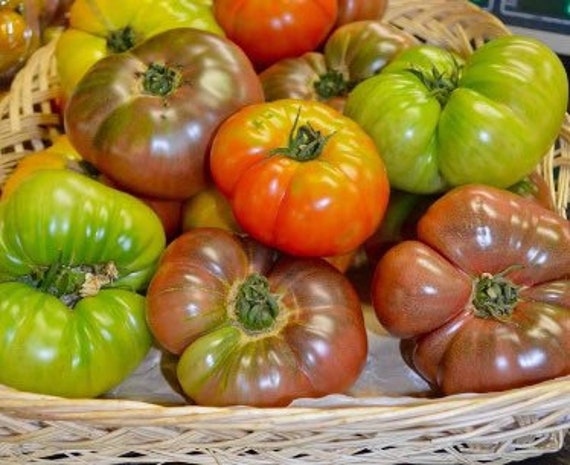 40 Rainbow Brandywine Heirloom Tomato Seeds Certified Organic Culinary  Blend Mix: Black/pink/red/yellow -  Canada
