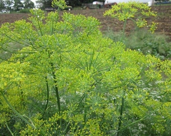 May include: A close-up of a dill plant with green stems and yellow flower buds. The plant is growing in a field.