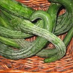 20 Suyo Long Cucumber seeds 四葉胡瓜すうようきゅうり; Hawaiian&#39;s favorite variety; suhyo