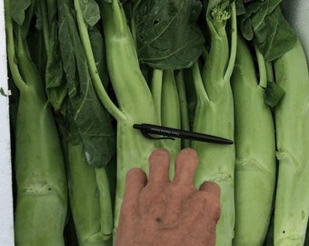 1/8oz to 1oz Huge Slicing GAILAN Gai Lan seeds; cải làn; Big Sum Kailaan; Chinese Kale 嫩莖大芥蘭; Chinese Broccoli