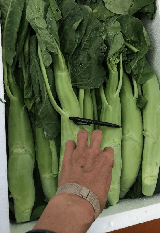 1/8 oz à 1 oz énormes graines GAILAN Gai Lan à trancher ; cải làn ; Grande somme Kailaan ; Chou frisé chinois 嫩莖大芥蘭 ; Brocoli chinois