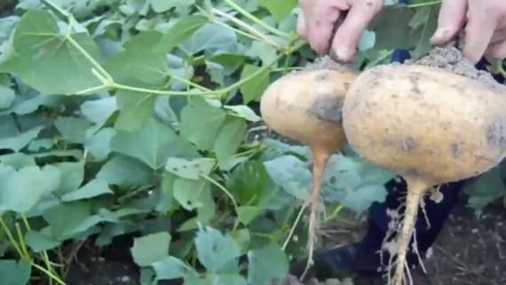 THAI JICAMA Seeds ヒカマ; 沙葛, 葛薯; 葛芋 Kuzu-imo くずいも